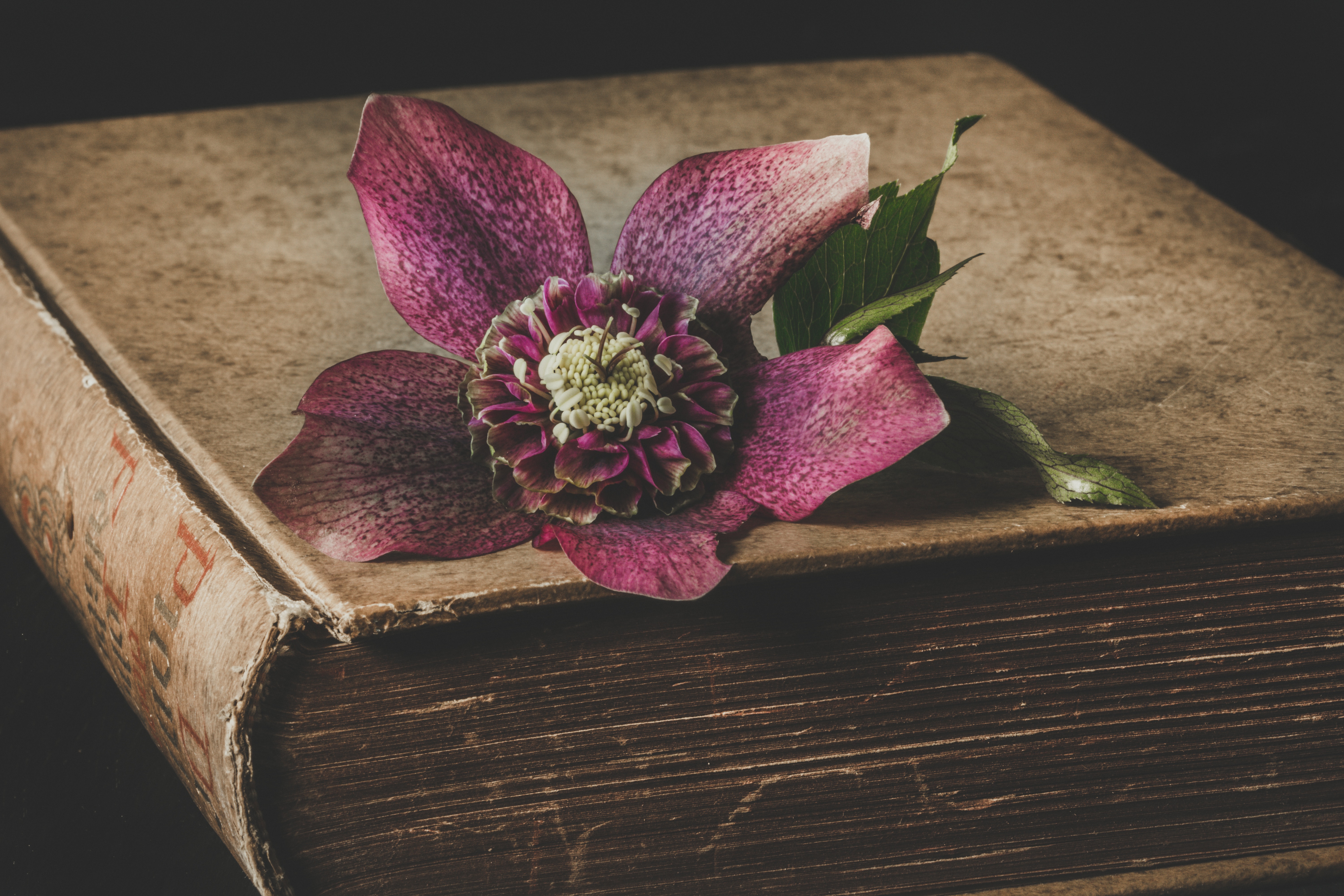 Hero image. Flower sitting on a book.